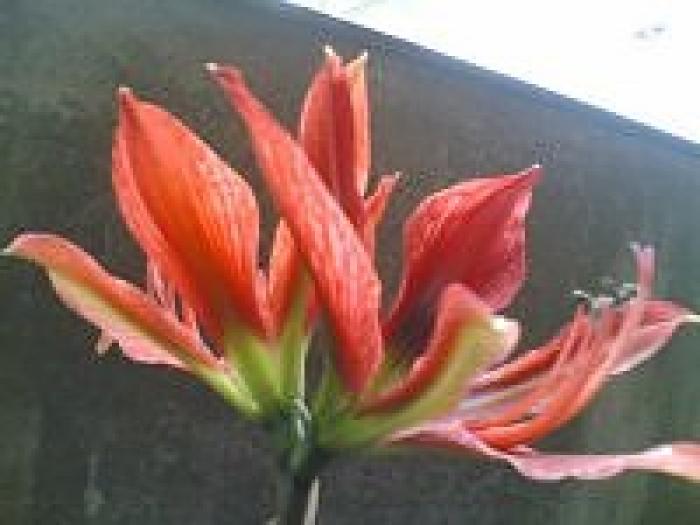amarilis - flori
