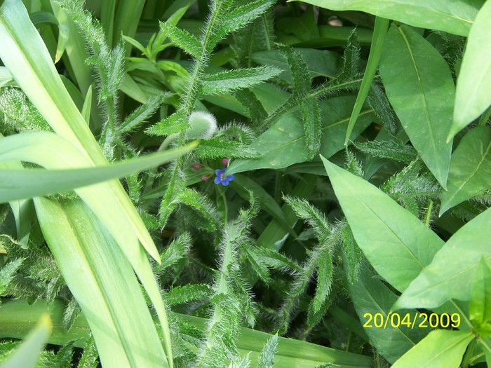 100_0961 - Primavara in curte  Timisoara