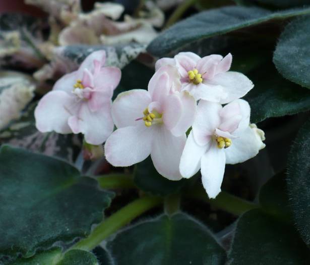 P1130770 - Saintpaulia - violete de camera