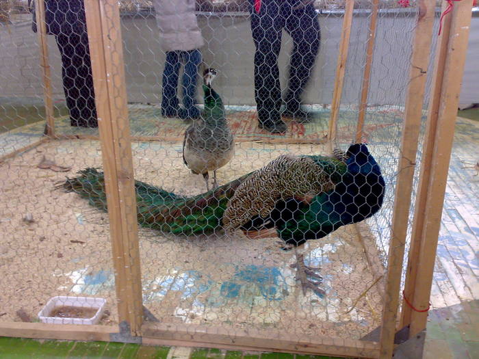 15022009308 - Expo Tg Secuiesc 15 02 09