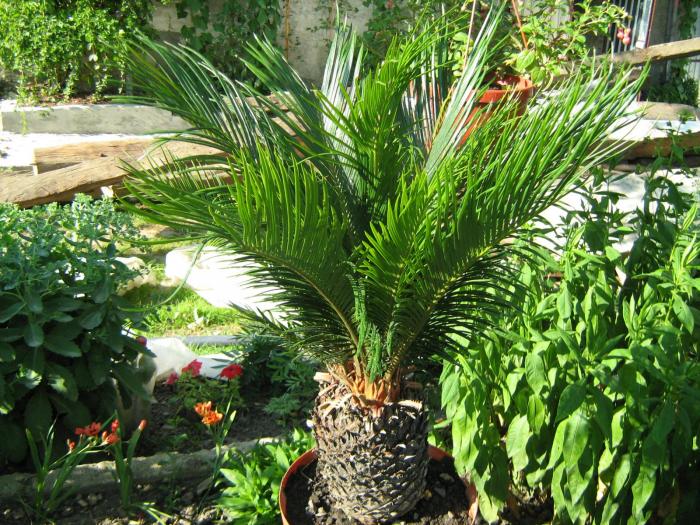 Cycas revoluta - Plante exotice in 2008