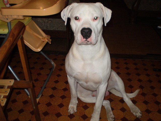 Picture-olympus 180 - dogo argentino