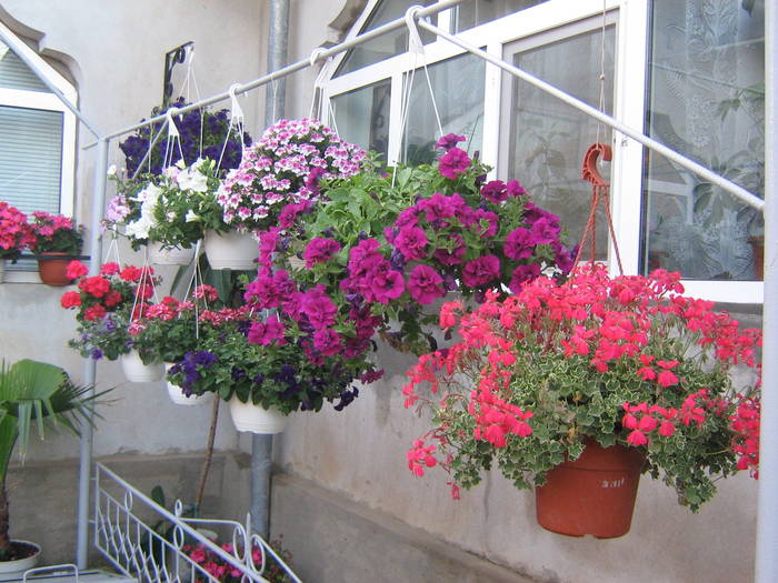 24 mai 028 - muscate 2009