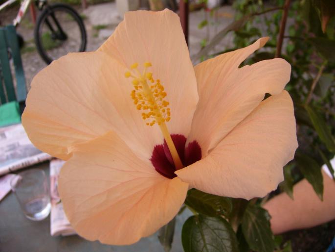 hibiscus