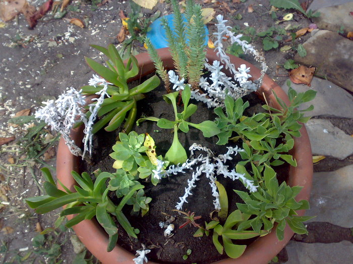 plante Corfu - Florile din gradina mea - 2009