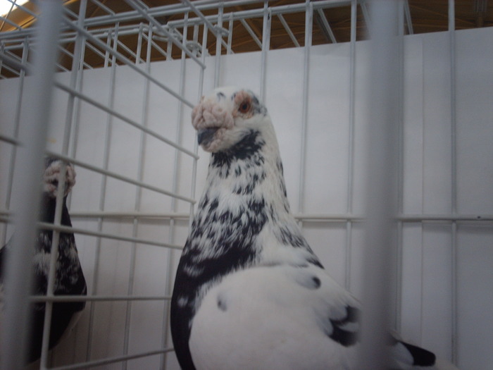 IMG_3165 - poze de la expozitia nationala lugoj 2009