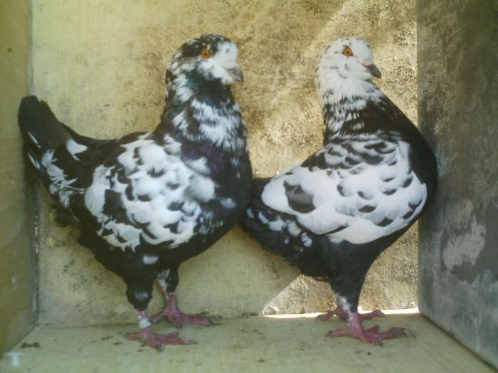 IMAG0089 - 7 Porumbeii pe care i-am avut