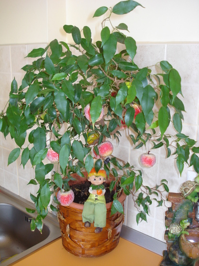 FICUS BENJAMIN CU..MERE:))