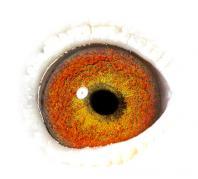 OMMGICSHNXEVLBALHMO - OCHII PORUMBEILOR