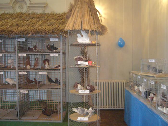 Picture 137 - Expozitia Columbofilia Traditie Si Pasiune din DOROHOI tinuta in perioada 15-20 februarie 2009