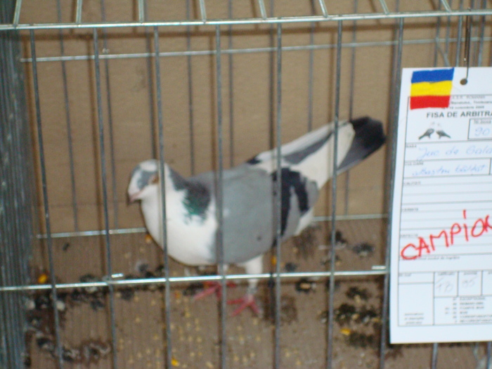DSC04912 - Campioni de toate rasele la Expo Fauna Banatului 2009 Timisoara