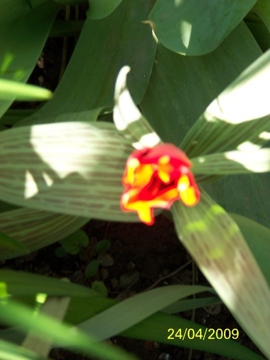 100_1113 - Primavara in curte  Timisoara