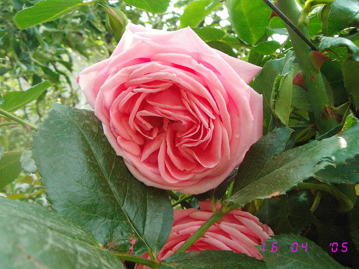 Trandafir roz - Trandafiri