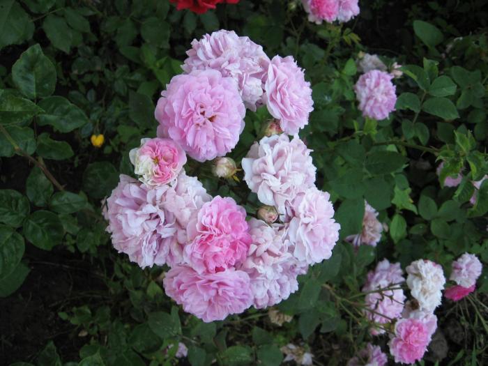 trandafir urcator roz2 - floricele