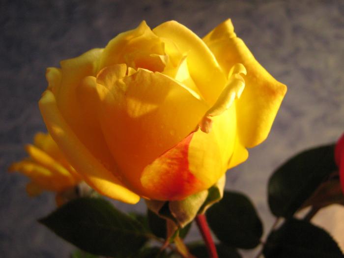 yellow rose