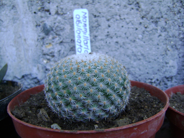 mammilaria albilianata