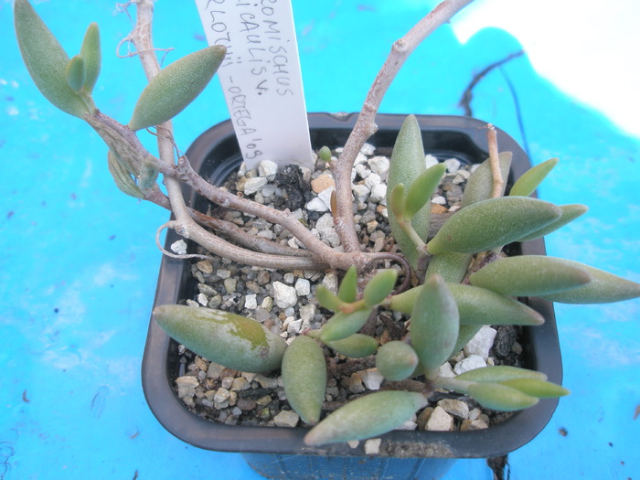 Adromischus filicaulis v. marlothii - Adromischus 2009