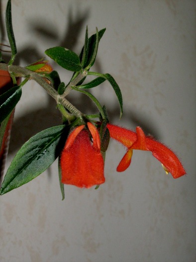 columnea - gesneriaceae