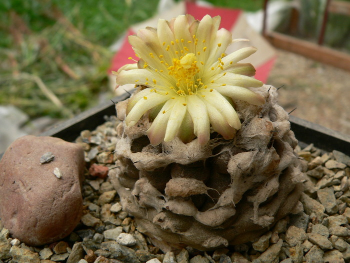 copiapoa_hypogea