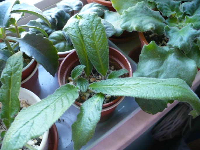 Streptocarpusi din seminte