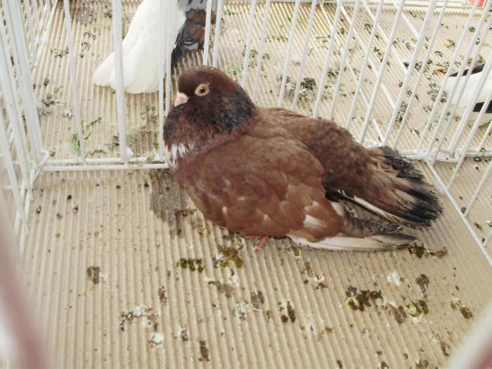 orbetean 2 - 1506 2 porumbei rz