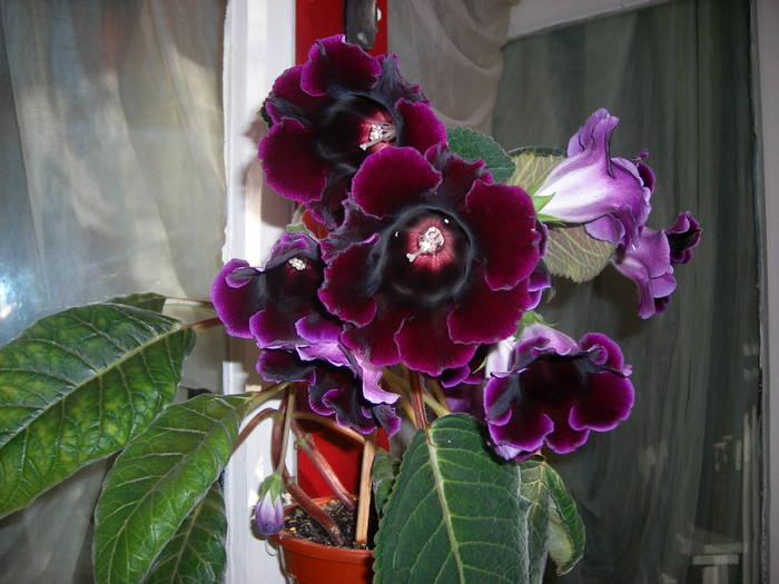 Gloxinia mov inchis