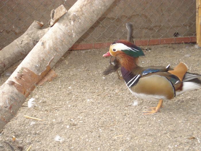 DSC01498 - rate mandarin