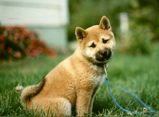 Shiba Inu