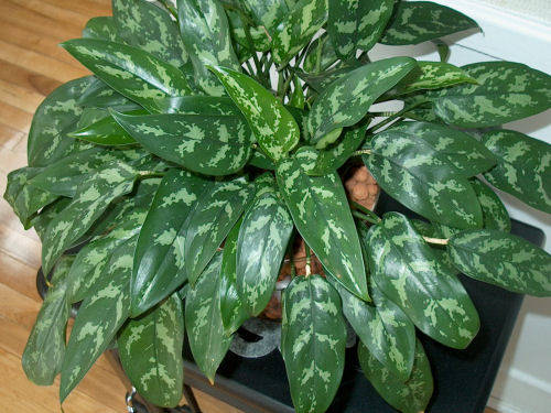 aglaonema05