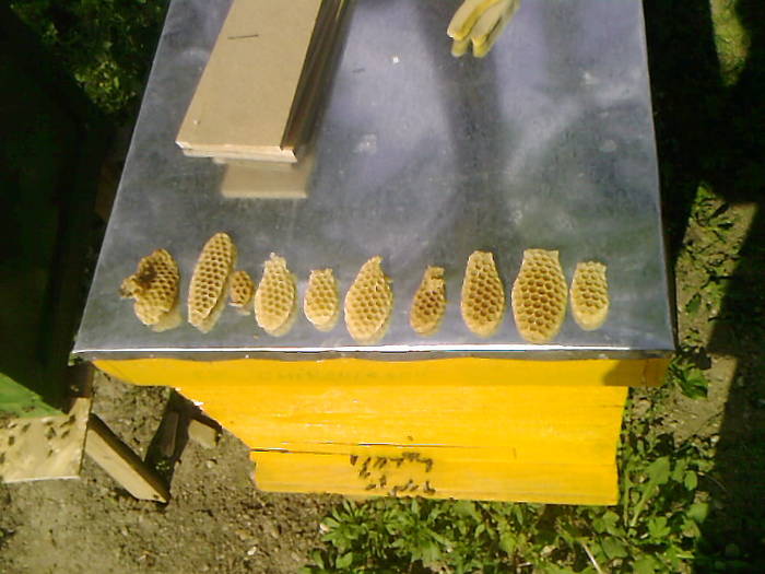 Fotografii-0050 - albinutze  noutati