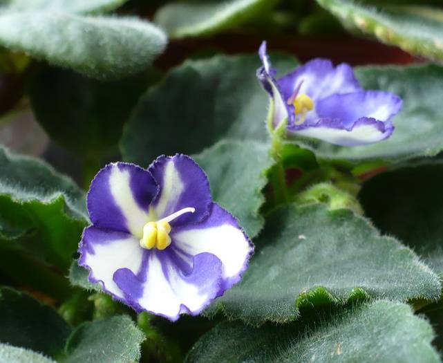 P1130402 - Saintpaulia - violete de camera