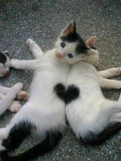poze-sfantul-valentin-inimioare-pisici - Inimi