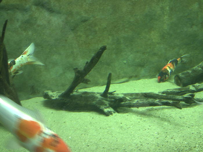 PICT0115 - EXCURSIE  in DELTA