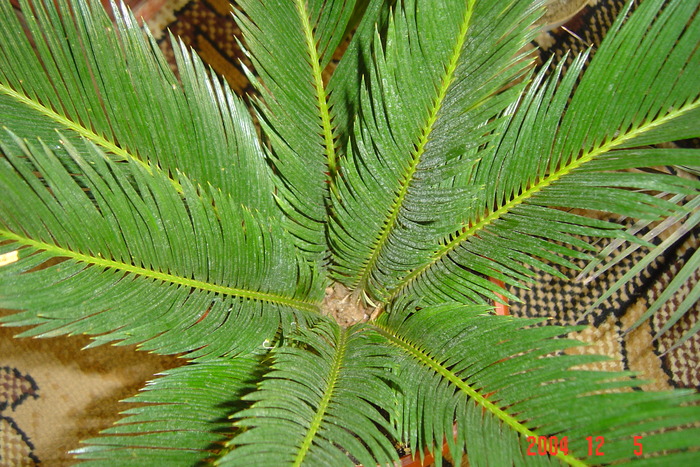 cycas