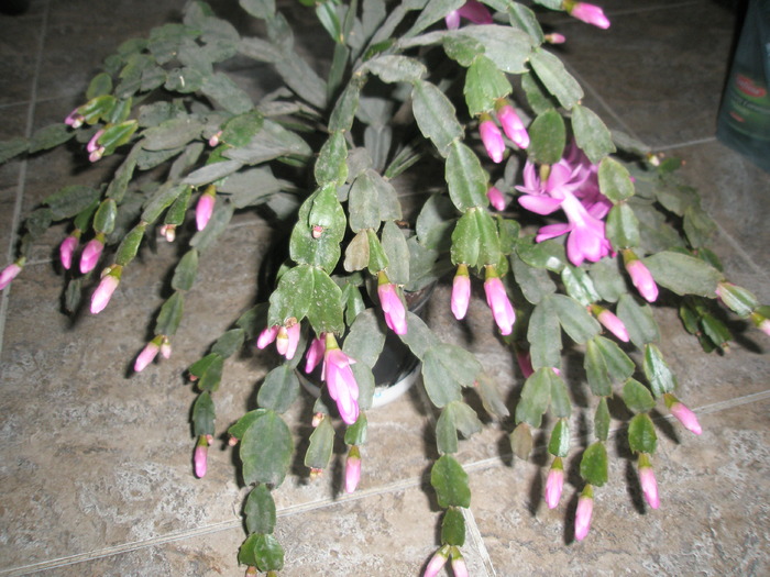 Zygocactus - boboci 14.11 - Zygocactus si Schumbergera