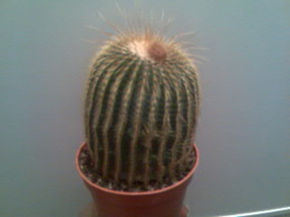 parodia leninghausii - cactusi si suculente-2009