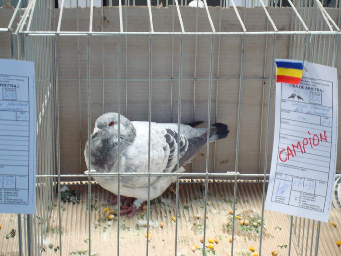 DSC04863 - Campioni de toate rasele la Expo Fauna Banatului 2009 Timisoara