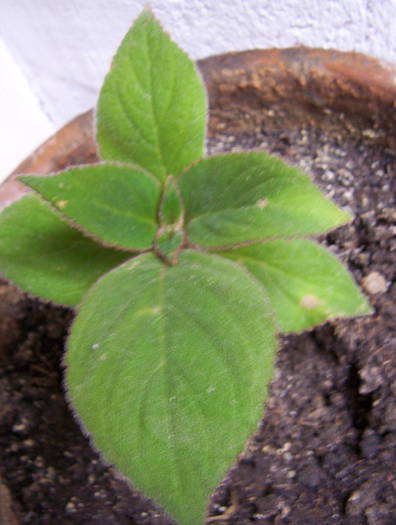 Kohleria Eriantha