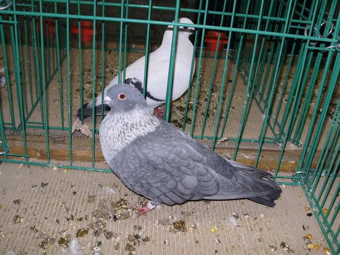 6205 ss 0 - 1507 partea 1b