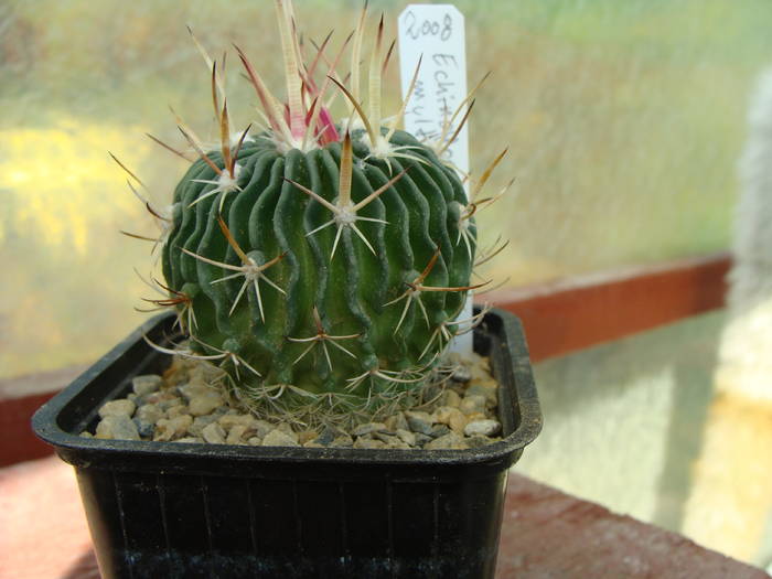 Echinofossulocactus multicostatus - Neoporteria si altele