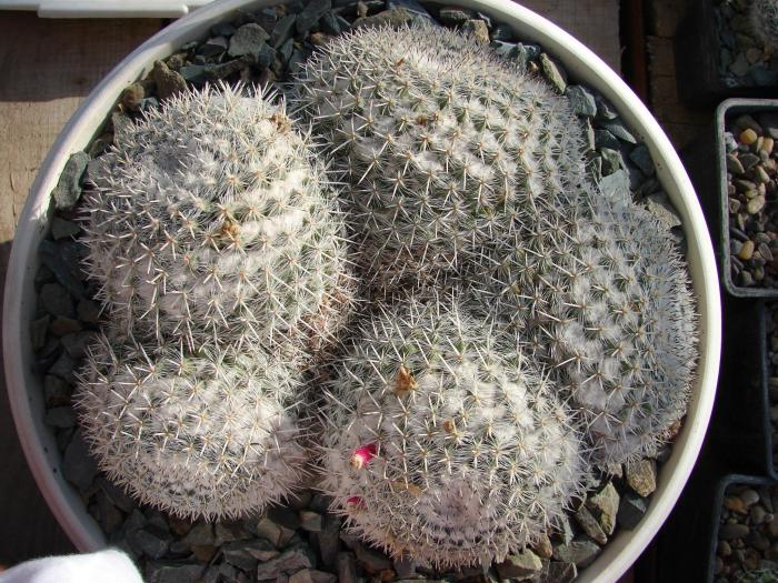 Mammillaria parkinsonii - Cactusi la Constanta