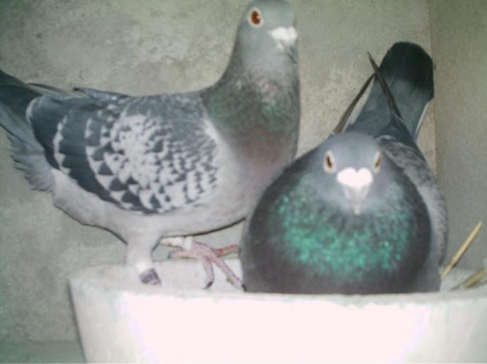 IMAG0014 - porumbei matca 2008