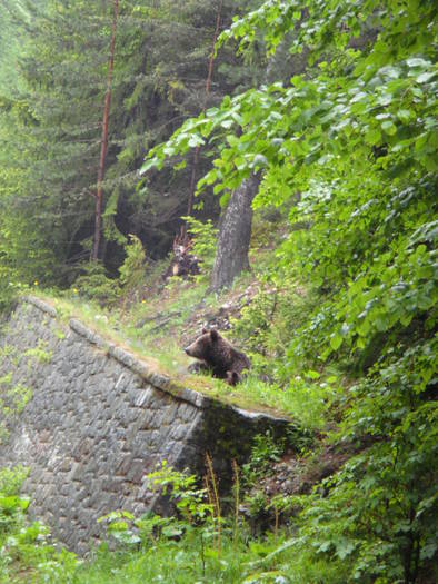 030 - Sinaia mai 2009