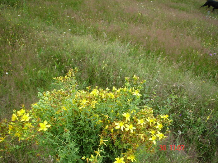 DSC05983 - ALBINUTZELE MELE