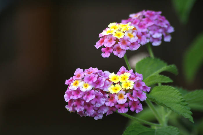 Lantana camara