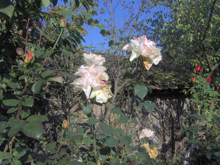 IM000240 - trandafirii in octombrie 2009