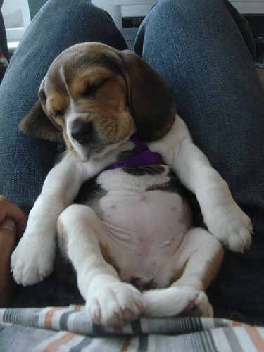 beagle comedy - Beagle puppy