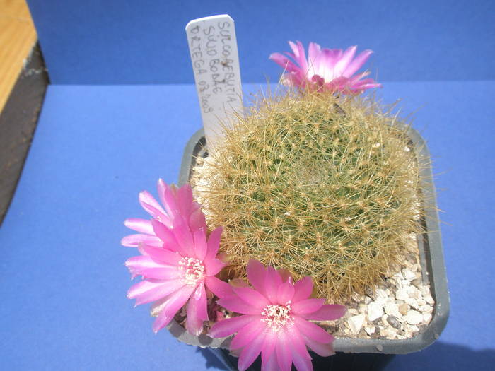 Sulcorebutia swobodae - 27.06 - Sulcorebutia