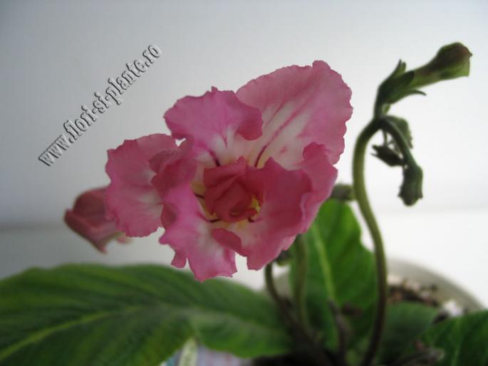 Streptocarpus pink souffle 3 - Streptocarpus