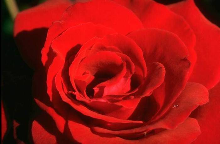 rose025 - Trandafiri
